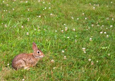 Wild Bunny Rabbit