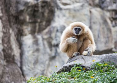 Gibbon White Hand