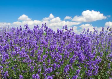 Lavender Against Blue Sky 