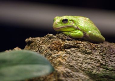 Green Tree Frog