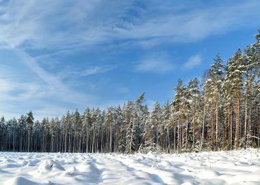 Snow Covered Sunny Winter