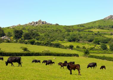 Herd Of Cows Dartmoor Dev