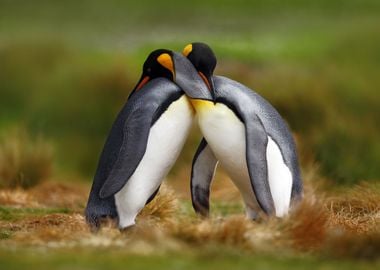 Animal Love King Penguin C