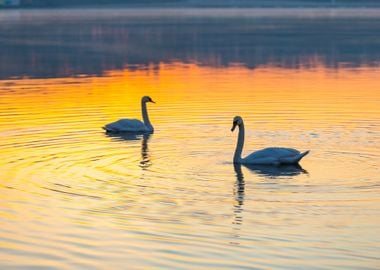 Swan Swimming In Lake In M