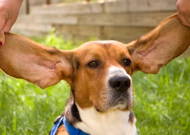 Big Ear Beagle