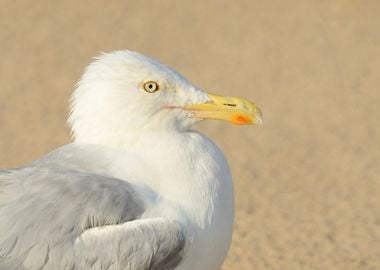 Seagull Sitting On The Bea