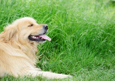 Cute Dog Lying On Grass