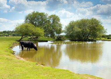 Cow Standing In Water At A