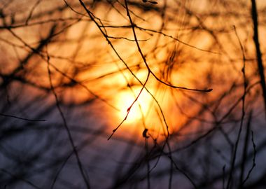 Tree Silhouette At The Sun