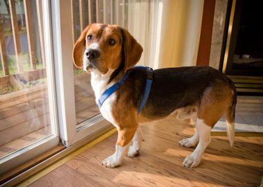 Beagle Pup