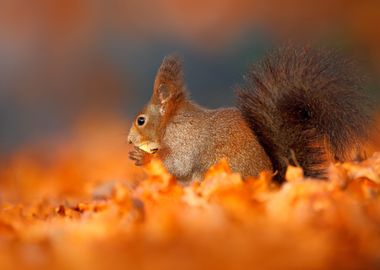 Autumn In Nature Cute Red