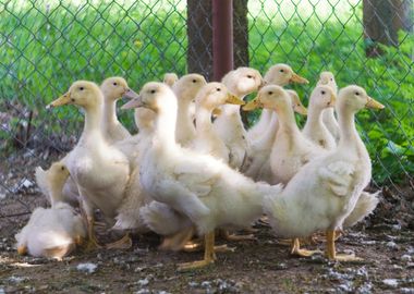 Young Ducklings On Farm