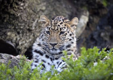 Baby Leopard