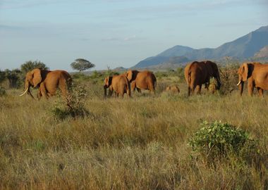 Elephants Migration Throug