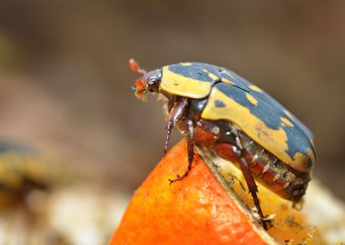 Flower Chafers Or Flower S