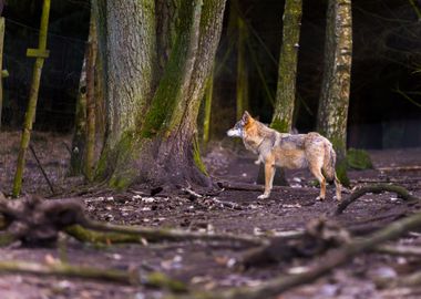 Gray Wolf In Forest