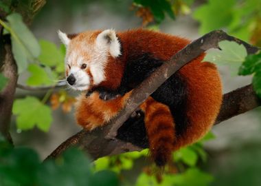 Beautiful Red Panda Lying