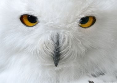 White Polar Owl Sitting On