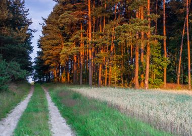 Sandy Road Near Forest