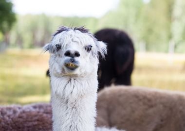 Alpaca On Farm