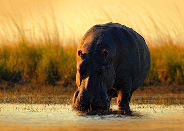 African Hippopotamus Hippo