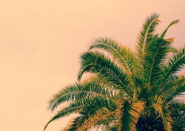 Palm Tree Against Sunrise 