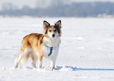 Cute Young Dog On Snow