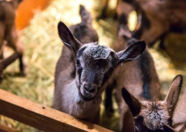 Baby Goats Portraits