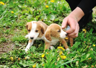 Cute Puppies