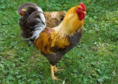 Hens In The Yard Of A Hen