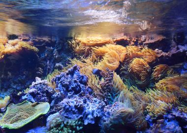 Marine Aquarium On Display