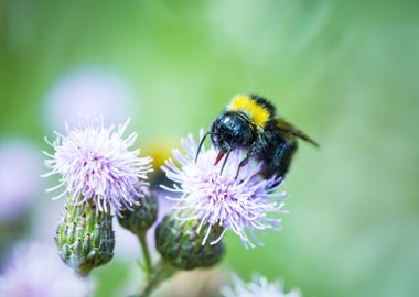 Bumble Bee On Thistle