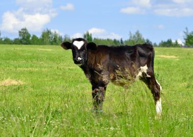 Calf At The Green Against