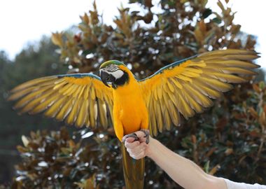 Macaw parrot