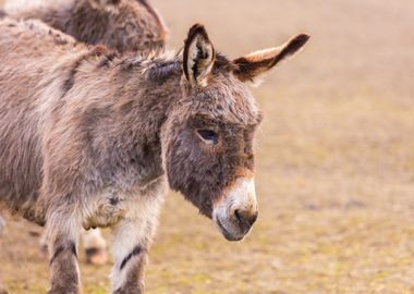 Donkey Equus Asinus