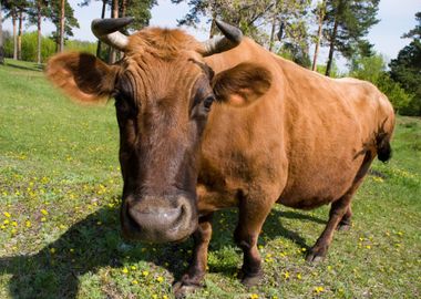 Curious Cow