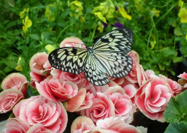 Butterfly On A Flower