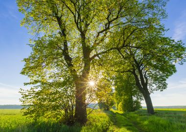 Beautiful Alley Of Trees O