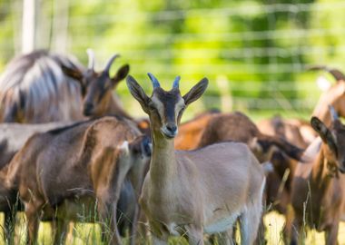 Herd Of Goats On Pasture