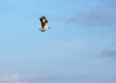 Osprey Bird Carrying A Fis