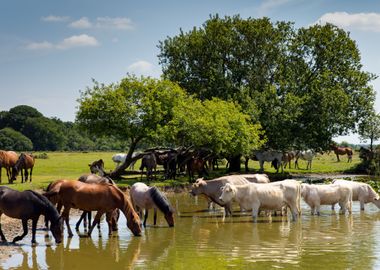 Cows And Ponies Drinking A