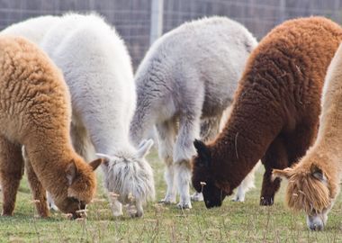 Alpaca On Farm