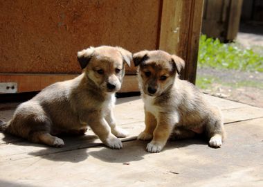 Dog Puppies