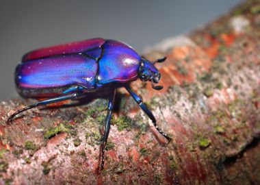 Flower Chafers Or Flower S