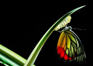 Monarch Butterfly Milkweed