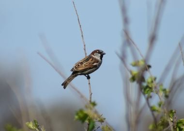 Sparrow On A Branch Of A C