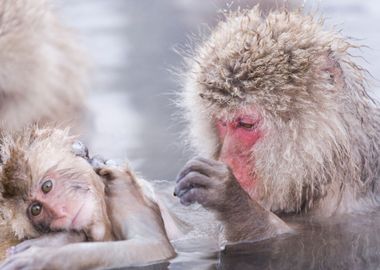 Jigokudani Snow Monkey Bat