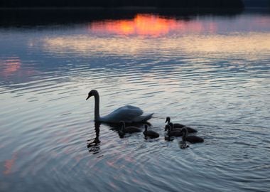 Silhouettes Of Swans Famil