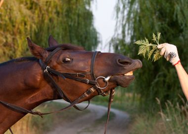 Funny Tan Horse CloseUp Tr