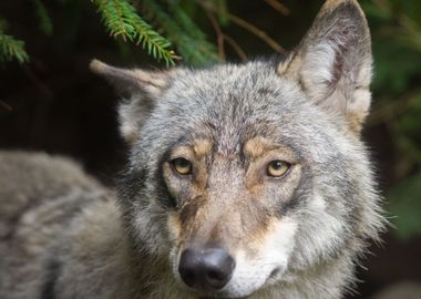 Wolf Portrait